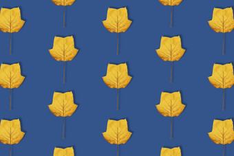 秋天Bacground黄色的木兰叶子模式<strong>深</strong>蓝色的背景木兰叶孤立的最小的概念前视图平躺时尚的横幅健美的经典蓝色的颜色的一年秋天Bacground黄色的木兰叶子模式<strong>深</strong>蓝色的背景木兰叶孤立的