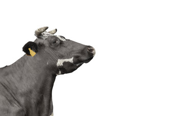 黑色的牛肖像关闭孤立的白色有趣的可爱的黑色的牛头孤立的白色农场动物黑色的牛肖像关闭孤立的白色有趣的可爱的黑色的牛头孤立的白色