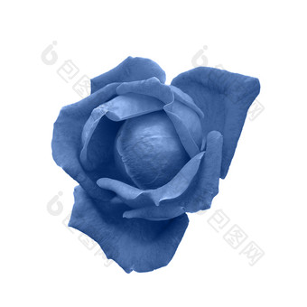 深蓝色的玫瑰头孤立的白色健美的海军蓝色的玫瑰花前视图关闭颜色的一年深蓝色的玫瑰头孤立的白色健美的海军蓝色的玫瑰花