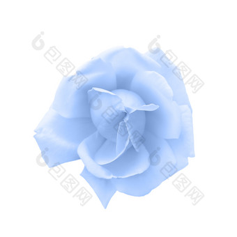 温柔的光蓝色的玫瑰头孤立的白色美丽的蓝色的玫瑰花前视图关闭温柔的光蓝色的玫瑰头孤立的白色美丽的蓝色的玫瑰花前视图