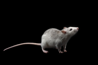 灰色的老鼠孤立的黑暗黑色的背景啮齿动物宠物驯养的老鼠完整的长度关闭的老鼠看的相机灰色的老鼠孤立的黑暗黑色的背景啮齿动物宠物