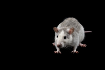 灰色的老鼠孤立的黑暗黑色的背景啮齿动物宠物驯养的老鼠关闭的老鼠看的相机复制空间灰色的老鼠孤立的黑暗黑色的背景啮齿动物宠物