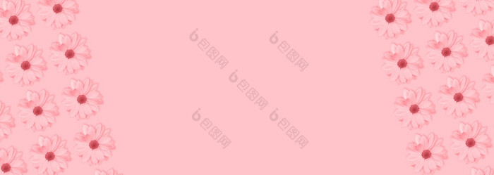 单色粉红色的花花长横幅海报洋甘菊菊花花模式复制空间平躺单色粉红色的花花长横幅海报