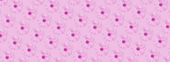 单色粉红色的花花长横幅海报洋甘菊菊花花模式前视图平躺单色粉红色的花花长横幅海报