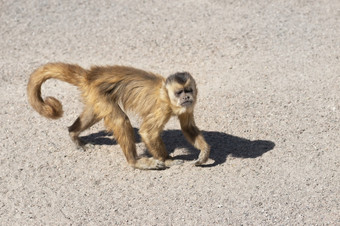 卷尾猴子动物园关闭的卷尾猴子是新世界猴子的亚科cebinae卷尾猴子动物园关闭