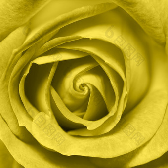 照明黄色的玫瑰花头关闭黄色的玫瑰关闭前视图深焦点时尚的颜色的一年照明黄色的玫瑰花头关闭黄色的玫瑰关闭