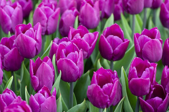 关闭美丽的场紫色的品红色的郁金香关闭春天背景与温柔的郁金香紫色的花背景关闭美丽的场紫色的品红色的郁金香关闭春天背景与温柔的郁金香紫色的花背景