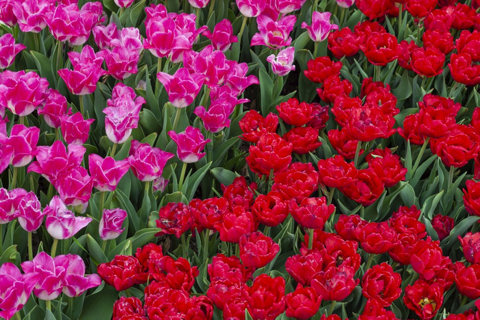 美丽的场粉红色的和红色的郁金香关闭春天背景与温柔的郁金香花背景美丽的场粉红色的和红色的郁金香关闭春天背景与温柔的郁金香花背景