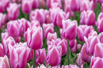 美丽的场粉红色的品红色的郁金香关闭春天背景与温柔的郁金香紫色的花背景美丽的场粉红色的品红色的郁金香关闭春天背景与温柔的郁金香紫色的花背景