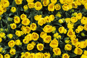 美丽的场黄色的郁金香关闭春天背景与温柔的郁金香黄色的花背景美丽的场黄色的郁金香关闭春天背景与温柔的郁金香黄色的花背景