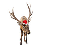 有趣的红色的鹿与巨大的角圣诞节圣诞老人他孤立的白色背景鹿新一年象征横幅与复制空间有趣的红色的鹿与巨大的角圣诞节圣诞老人他孤立的白色背景鹿新一年象征横幅与复制空间