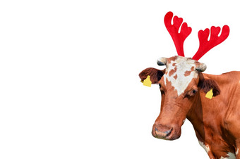 圣诞节有趣的红色的和白色发现了牛孤立的白色背景牛肖像圣诞节驯鹿鹿角头巾圣诞节有趣的红色的和白色发现了牛孤立的白色背景牛肖像圣诞节驯鹿鹿角头巾