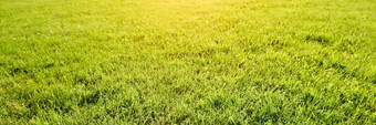 一边视图长和明亮的绿色草纹理绿色场与美丽的太阳耀斑长横幅一边视图长和明亮的绿色草纹理绿色场与美丽的太阳耀斑长横幅