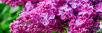 分支机构与美丽的紫色的淡紫色<strong>长春</strong>天横幅与温柔的明亮的淡紫色花分支机构与美丽的紫色的淡紫色<strong>长春</strong>天横幅与温柔的明亮的淡紫色花
