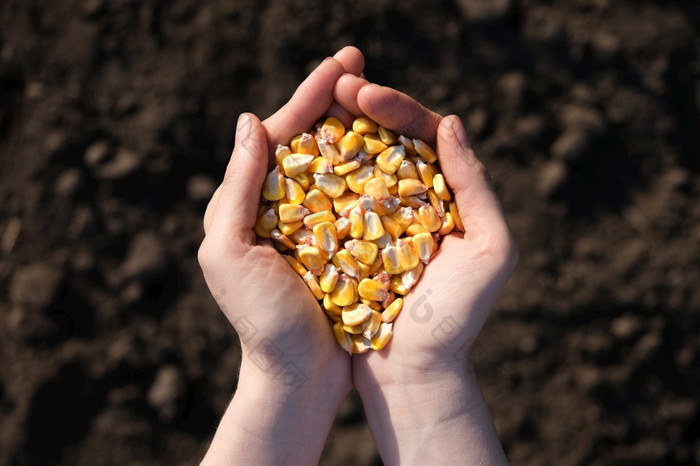 手掌完整的玉米背景黑色的地球的概念收获播种公司农业手掌完整的玉米背景黑色的地球的概念收获播种公司农业