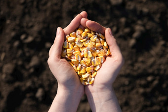 手掌完整的玉米背景黑色的<strong>地球</strong>的概念收获<strong>播种</strong>公司农业手掌完整的玉米背景黑色的<strong>地球</strong>的概念收获<strong>播种</strong>公司农业