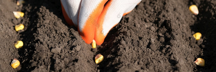 关闭视图农民手inprotective手套把玉米种子成的地面种植种子的地面播种公司农业概念长横幅关闭视图农民手inprotective手套把玉米种子成的地面种植种子的地面播种公司农业概念长横幅