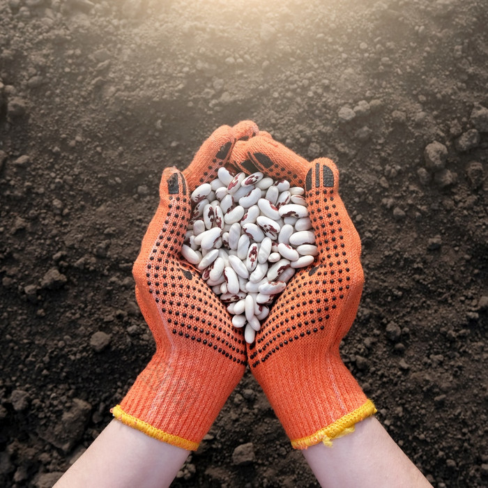 手保护手套完整的豆背景黑色的地球的概念收获播种公司农业全球食物危机手保护手套完整的豆背景黑色的地球的概念收获播种公司农业全球食物危机