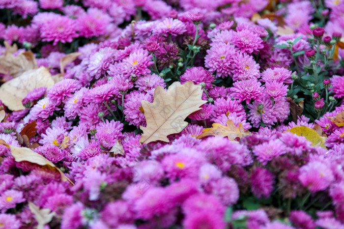菊花花与橡木叶花园植物粉红色的开花色彩斑斓的布什布鲁姆新鲜的10月装饰9月季节盛开的植物区系浪漫的装饰菊花花与橡木叶花园植物