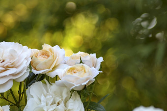 白色玫瑰布什浪漫的花花园开花阳光明媚的夏天美丽的布鲁姆花束蔷薇属装饰壁纸与散景阳光花背景浪漫幻想新鲜的自然白色玫瑰布什浪漫的花花园开花