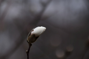 白色木兰花树分支春天开花孤立的木兰花特写镜头自然植物学植物区系脆弱的花瓣美新鲜的木兰树白色木兰花树分支春天开花