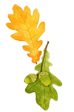 美丽的秋天水彩橡木叶子白色backgroundfall插图美丽的秋天水彩橡木叶子白色backgroundfall元素设计