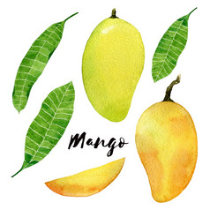 芒果集有画芒果水果水彩插图黄色的芒果与叶子和片孤立的白色背景芒果水果水彩插图黄色的芒果与叶子和片孤立的白色背景