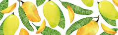 水彩热带横幅与黄色的芒果水果和叶子手画模板为你的设计水彩横幅与黄色的芒果水果和叶子