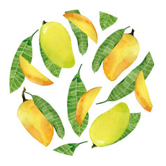 水彩黄色的芒果水果徽章背景为包装卡片和海报手画芒果水果整个片和叶子孤立的白色背景水彩黄色的芒果水果徽章孤立的白色背景
