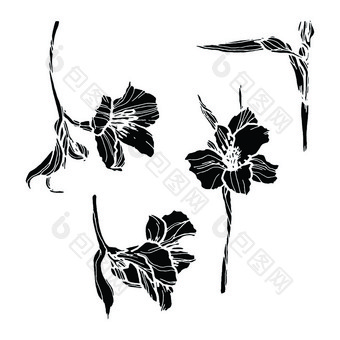 alstromeria手画插图线条花画盛开的详细的花