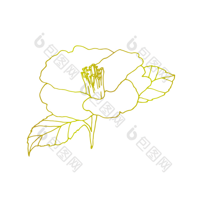 山茶花花手画插图线条花画盛开的详细的花元素为设计花背景
