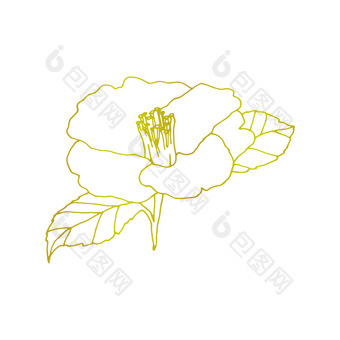 <strong>山茶花</strong>花手画插图线条花画盛开的详细的花元素为设计花背景