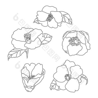 山茶花花手画插图线条花画盛开的详细的花元素为设计花背景