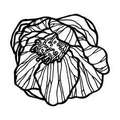 单色向量集卡梅利亚花山茶花花手画插图线条花画盛开的详细的花元素为设计花背景