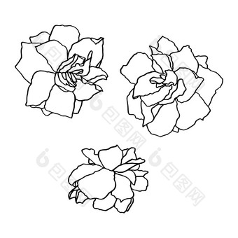 花园玫瑰手画插图线条花画盛开的详细的花模板问候卡婚礼邀请横幅