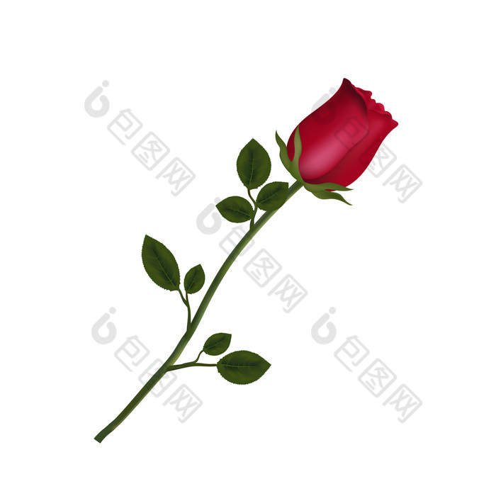 向量插图实景照片高度详细的花红色的玫瑰孤立的白色背景美丽的巴德红色的玫瑰长阀杆剪辑艺术为情人节爱婚礼设计高度详细的花红色的玫瑰孤立的白色背景