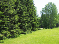 公园与密集的植被云杉和桦木割草草坪上复制空间