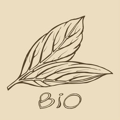 生物叶手画标志草图模板为有机生物农民产品设计草图向量插图食物设计生物叶标志草图