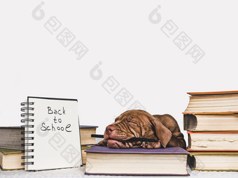 可爱的迷人的小狗和古董书工作室照片特写镜头孤立的背景工作室照片概念哪教育培训和提高动物可爱的小狗和古董书工作室照片