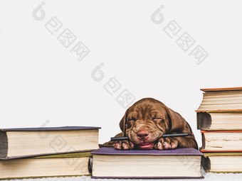 可爱的迷人的小狗和古董书工作室照片特写镜头孤立的背景工作室照片概念哪教育培训和提高动物可爱的小狗和古董书工作室照片