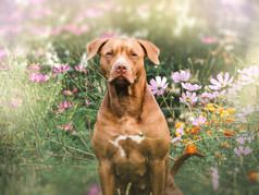可爱的漂亮的小狗棕色（的）颜色关闭在户外一天光概念哪教育服从培训和提高宠物可爱的漂亮的小狗棕色（的）颜色特写镜头