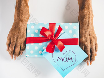 可爱的可爱的棕色（的）小狗和礼物盒子特写镜头在室内前视图工作室照片祝贺你为家庭爱的朋友和的同事们动物和宠物哪概念可爱的可爱的棕色（的）小狗和礼物盒子