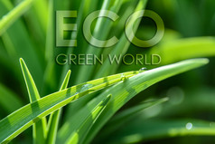 环境保护概念滴露水绿色草特写镜头