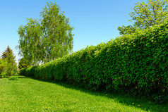 首页花园景观绿色草坪上和大对冲蓝色的天空背景