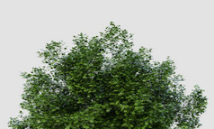 树顶大宏碁marcophillum树孤立的白色背景自然和对象概念插图呈现