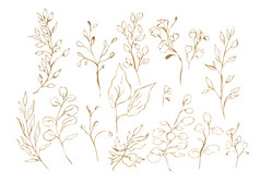 插图水彩画植物集植物从棕色（的）黄金叶子和树枝的形式轮廓孤立的白色背景插图水彩画植物集植物从棕色（的）黄金叶子和树枝的形式轮廓孤立的背景