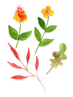 手画水彩花图案与叶子花花序和羽毛