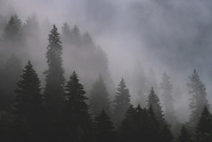 多雾的森林shovi热乔治亚州