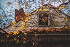 色彩斑斓的树叶的秋天公园秋天树叶子古董颜色美丽的分支与黄色的叶子的背景老房子