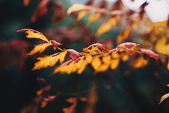 色彩斑斓的树叶的秋天公园秋天树叶子古董颜色